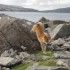 Lady Elee en Ecosse, 1ère par