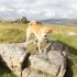 Lady Elee en Ecosse, 1ère par