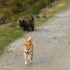 Lady Elee en Ecosse, 1ère par