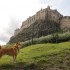 Lady Elee en Ecosse, 2ème par