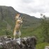 Lady-Elee en Ecosse, 3ème par