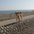 Escapade à la mer: un inu à 