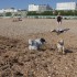 Escapade à la mer: un inu à 