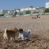 Escapade à la mer: un inu à 