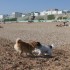 Escapade à la mer: un inu à 