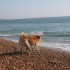 Escapade à la mer: un inu à 