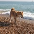 Escapade à la mer: un inu à 