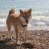 Escapade à la mer: un inu à 