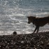 Escapade à la mer: un inu à 