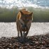 Escapade à la mer: un inu à 