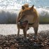 Escapade à la mer: un inu à 