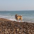 Escapade à la mer: un inu à 