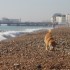 Escapade à la mer: un inu à 