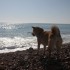 Escapade à la mer: un inu à 