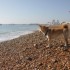 Escapade à la mer: un inu à 