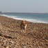 Escapade à la mer: un inu à 