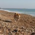 Escapade à la mer: un inu à 