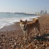 Escapade à la mer: un inu à 