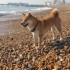 Escapade à la mer: un inu à 