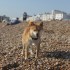 Escapade à la mer: un inu à 