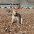 Escapade à la mer: un inu à 