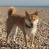 Escapade à la mer: un inu à 