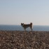 Escapade à la mer: un inu à 