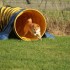 Agility Training avec Sian Ill