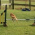 Agility Training avec Sian Ill