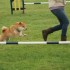 Agility Training avec Sian Ill