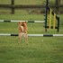 Agility Training avec Sian Ill