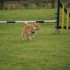 Agility Training avec Sian Ill