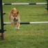 Agility Training avec Sian Ill