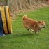 Agility Training avec Sian Ill