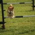 Agility Training avec Sian Ill