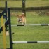 Agility Training avec Sian Ill