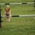 Agility Training avec Sian Ill