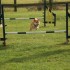 Agility Training avec Sian Ill