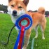 Southdowns Show - 25 septembre 2011