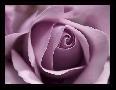 Purple Rose