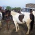 Livestock and horses fair in T