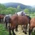 Livestock and horses fair in T