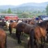 Livestock and horses fair in T