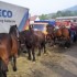 Livestock and horses fair in T