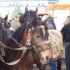 Livestock and horses fair in T