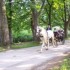 Vrelo Bosne - the springs of t