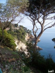 Mediterranean vegetation