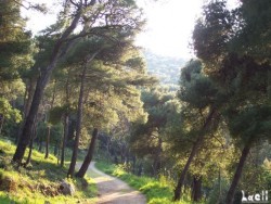 Walking in Lapad forest