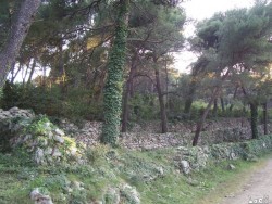 Ancient fields walls