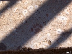 A cat footprint in/on concrete stairs